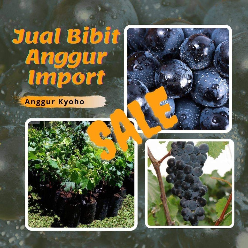 Benih Anggur Gosv, Bibit Anggur Gosv