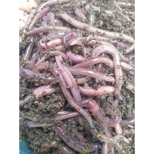 Cacing tanah Merah ANC . 1 Kg/1000gr