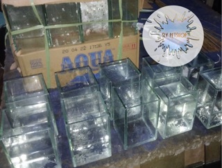 43 Koleksi Aquarium Cupang Shopee Terbaik