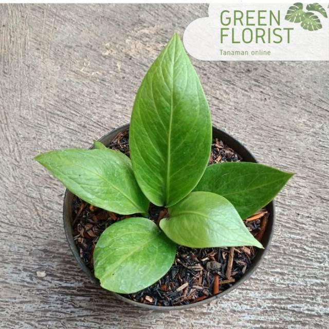 Tanaman hias anthurium jermani - tanaman hias anturium jermani - tanaman hias anthurium