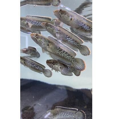 Banyak Dipakai.. Baby stewartii grade A dot melimpah rim tebal size 8 9 10,