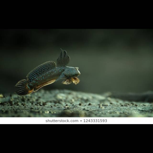 Ikan Hias Blodok Glodok Tembakul MudSkipper Aquarium