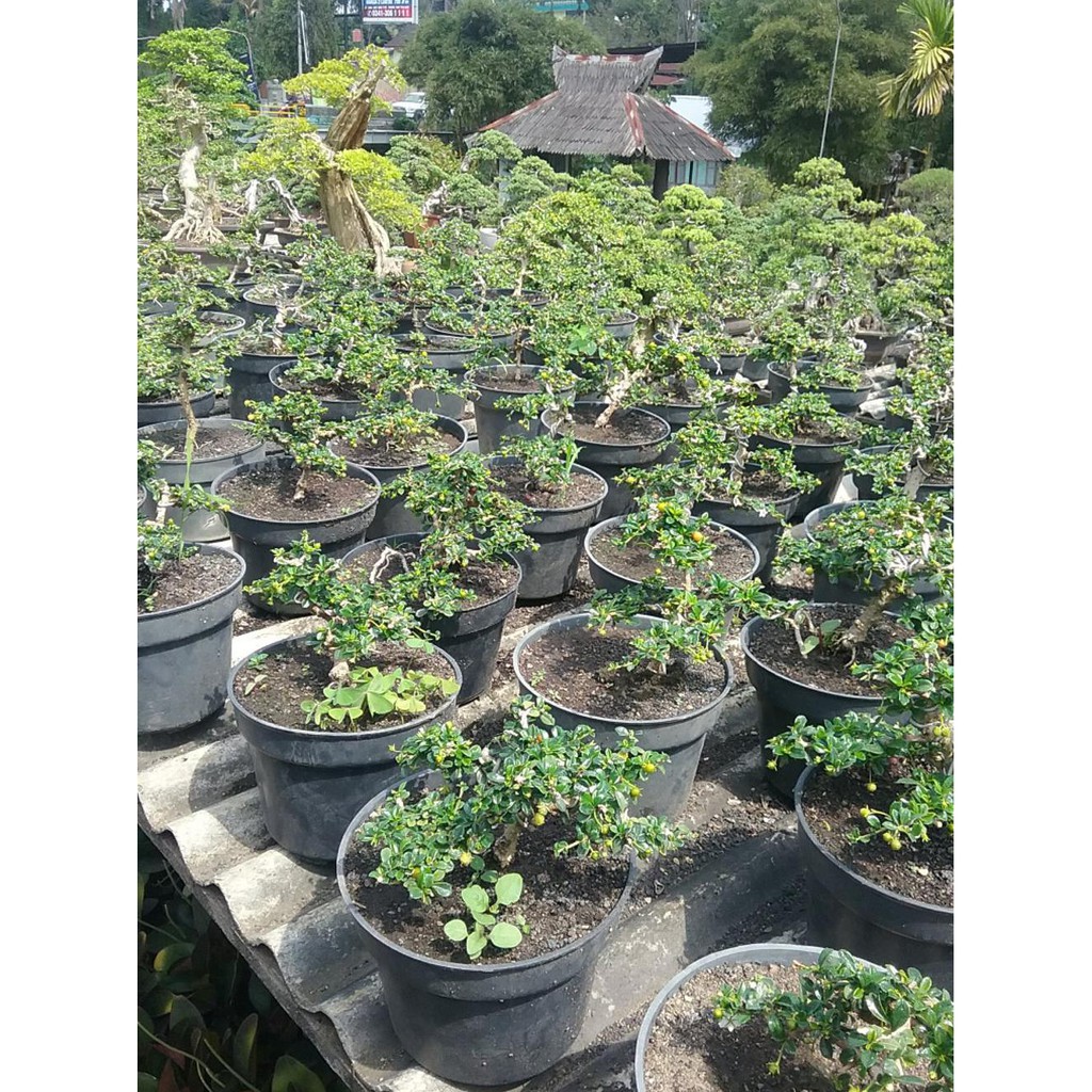 BONSAI HOKIANTEA MICRO BUAH %%##%%