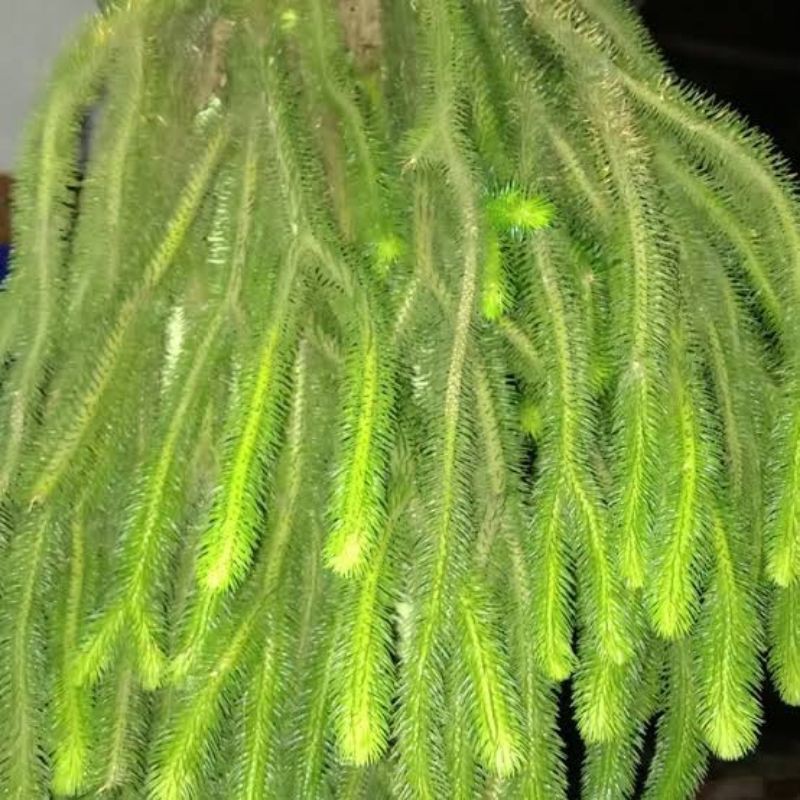 tanaman hias gantung ekor monyet