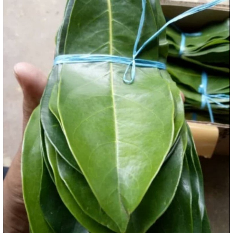 

daun sirsak 50 lembar anti kangker anti tumor pres di petik langsung