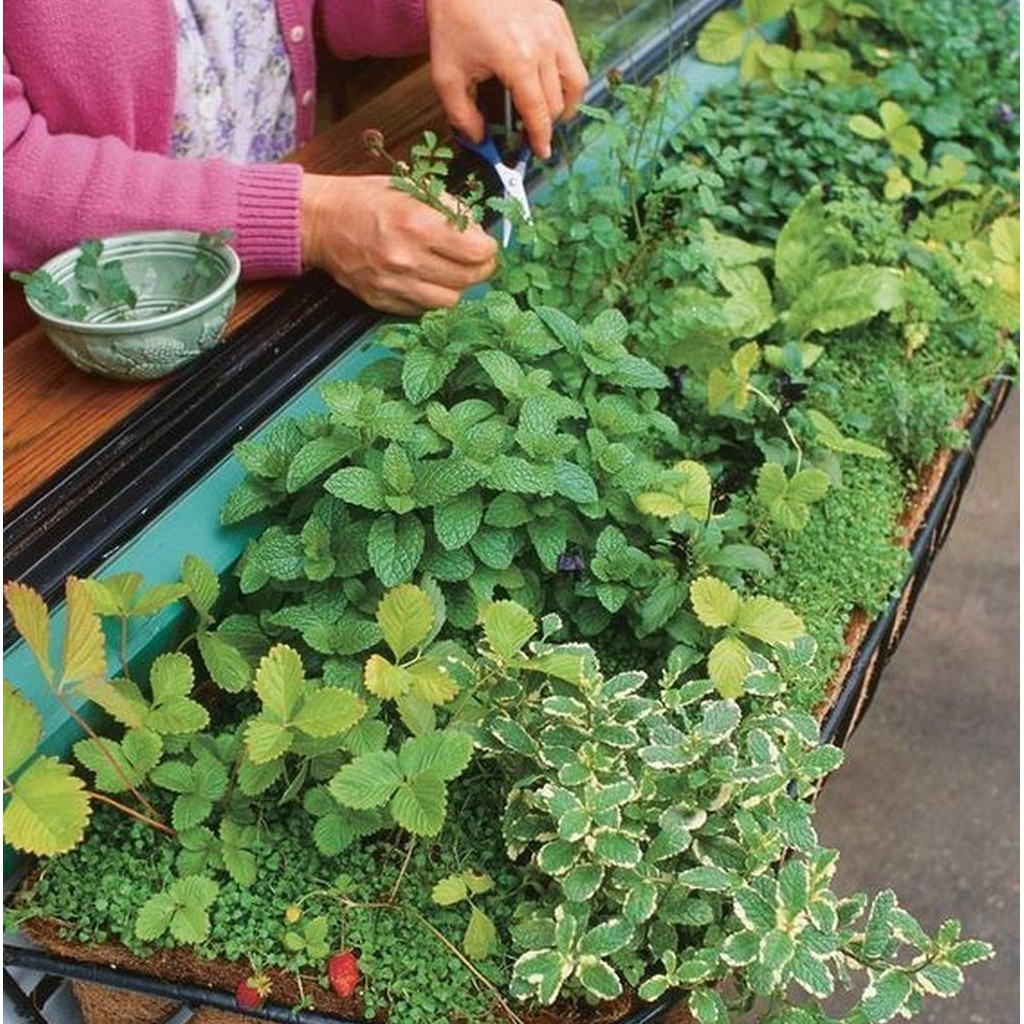 BS-BYL Benih Herbal Bibit Herb Herba Daun Mint Peppermint Lavender Basil Kale Kucai Coriander Parsley Alfalfa Grass-7