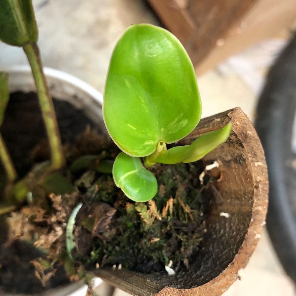 rapidopora eliptifolia varigata rhaphidophora elliptifolia variegata kode 3