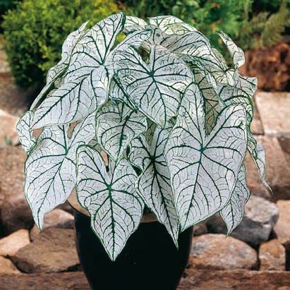 Tanaman hias Keladi Putih - Tanaman Hidup / Bunga Caladium-kembang hidup asli-bunga hidup cantik can