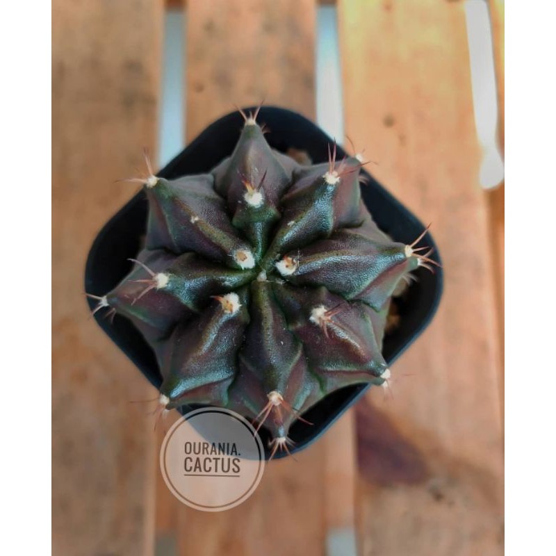 Kaktus Gymnocalycium Hybrid ( Black pearl x LB2178)