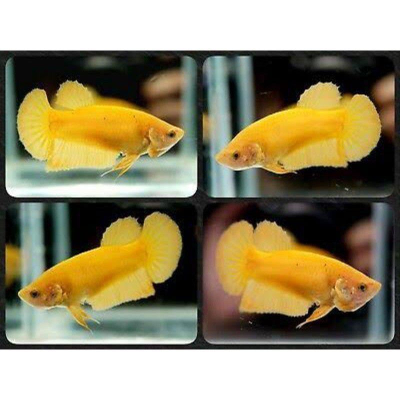 hiasan aquarium halfmoon yellow banana female murah