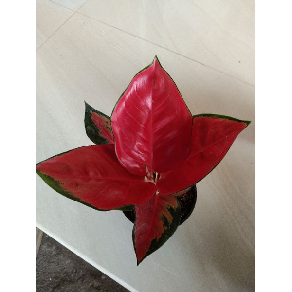 aglonema suksom jaipong super spesial