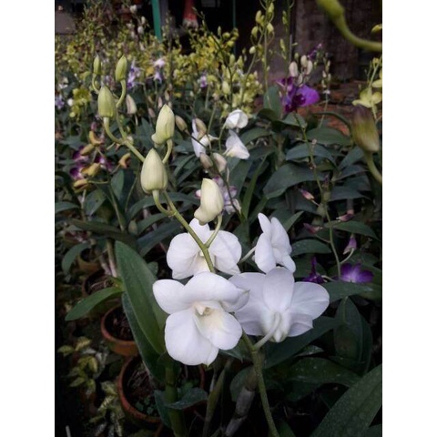 Anggrek dendrobium dewasa bunga putih asli