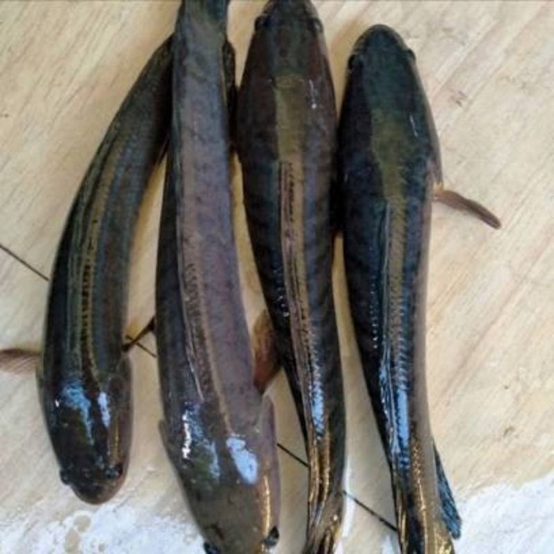 

Ikan gabus ukuran jumbo 1 kilo isi 4 ekor