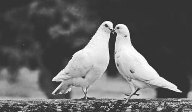 Baju Batik Wanita Modern Monalisa Genes M,l,xl Asli Pekalongan