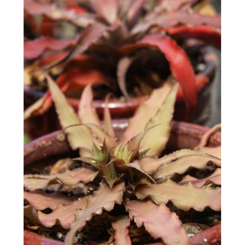 cryptanthus acaulis