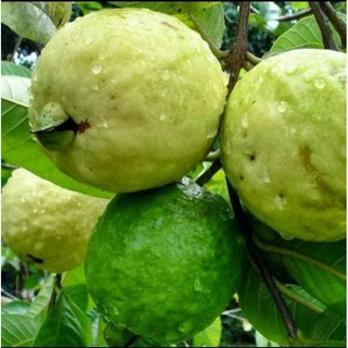 Infarm Benih Bibit Biji Buah Jambu Merah Bangkok | Shopee