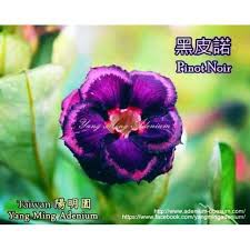 Adenium import bunga tumpuk kamboja jepang size A-18c