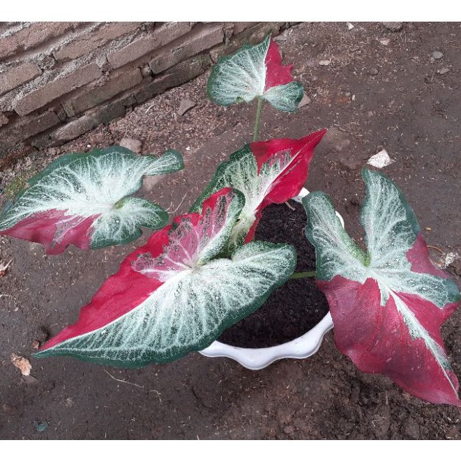 Ready Tanaman Hias Keladi Caladium Cat Tumpah Daun Rimbun Murah