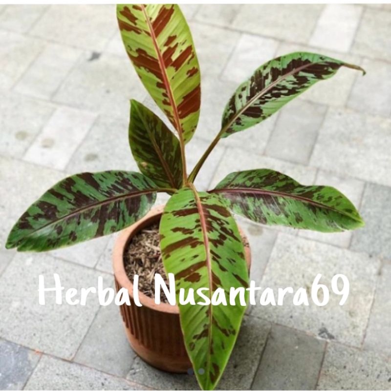 Bibit Tanaman Pohon Pisang Varigata Merah/Tanaman Hias