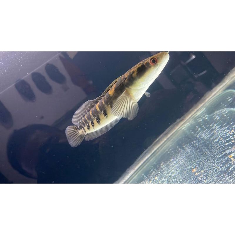 CHANA YS FUL BUNGA SPEK KONTES HARGA MURAH STOK CUMA 2