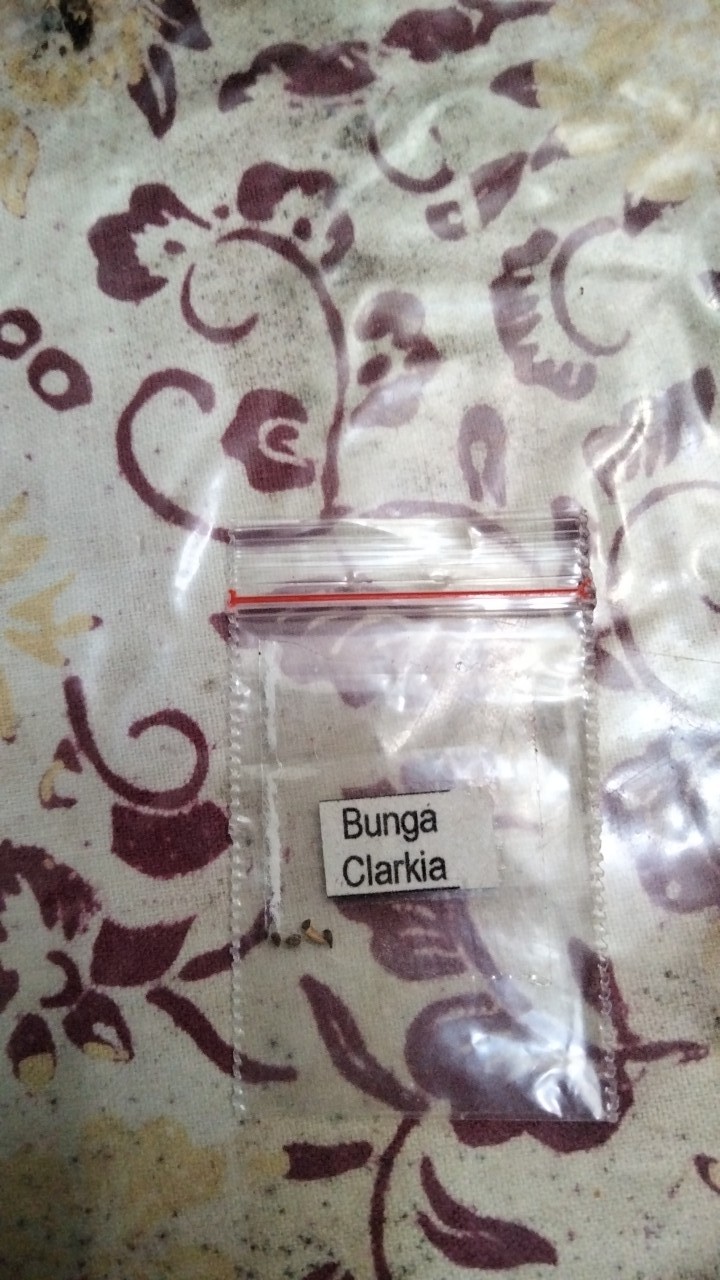 Benih Biji Bibit Unggul Kemasan Seribuan Ecer Repack Bunga Clarkia