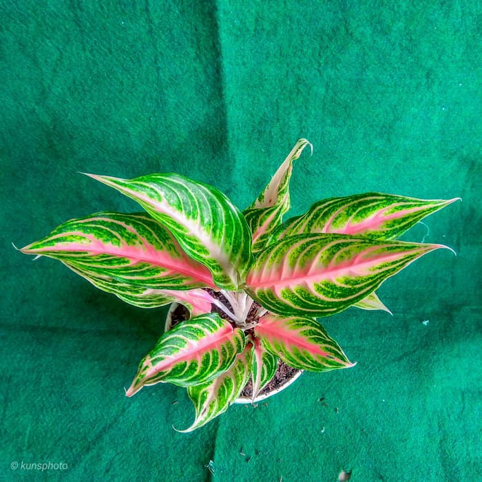 tanaman hias aglonema sunset - pohon aglonema sunset