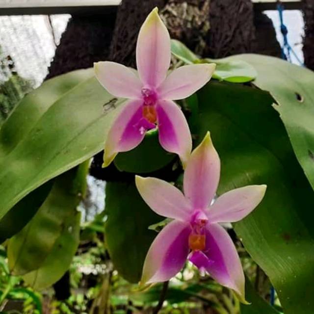 Phalaenopsis Violacea Var Sumatra