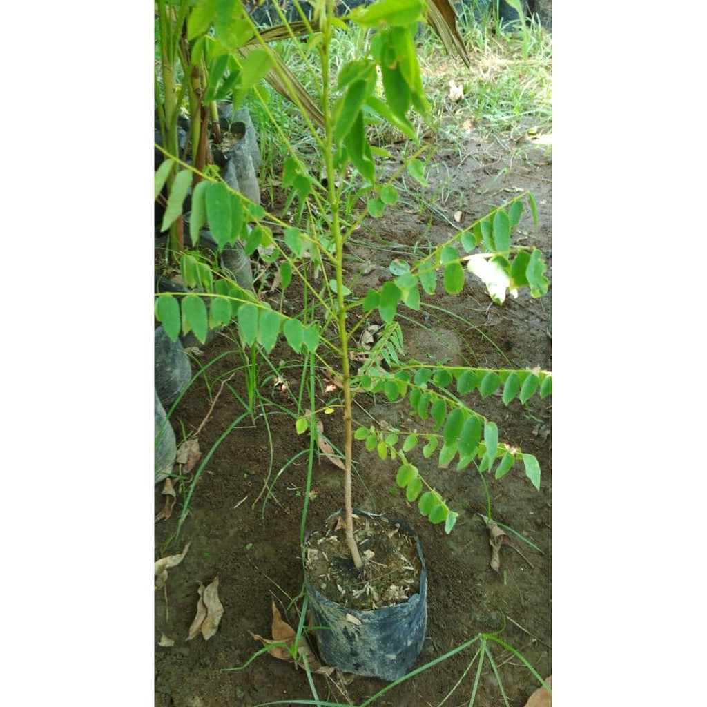 Bibit Belimbing Wuluh