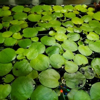 Amazon Frogbit Tanaman  Aquascape Apung  Limnobium 