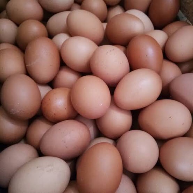 

TELUR AYAM NEGERI per 10 butir