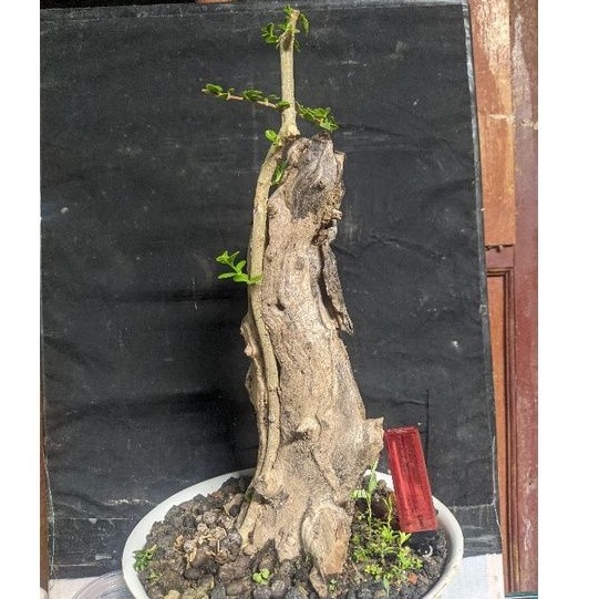 bahan bonsai sancang mame tanuki style realpic cakep-1