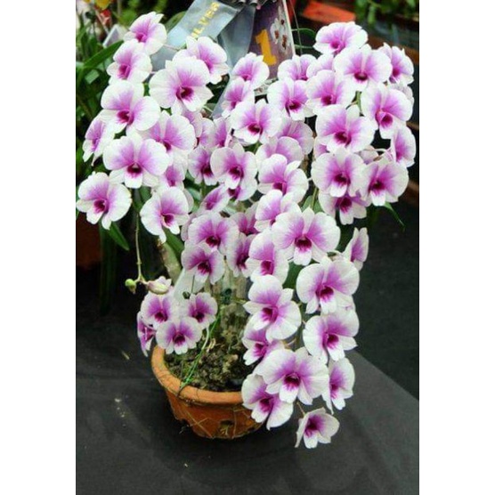 dendro mini  dewasa mini