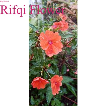 Impatiens Walleriana Orange Bunga Tumpuk Bunga gantung bunga tanah pacar air populer imfatiens indoo
