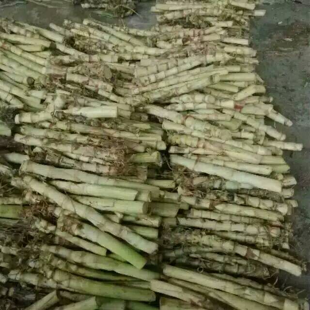 Benih rumput odot siap tanam