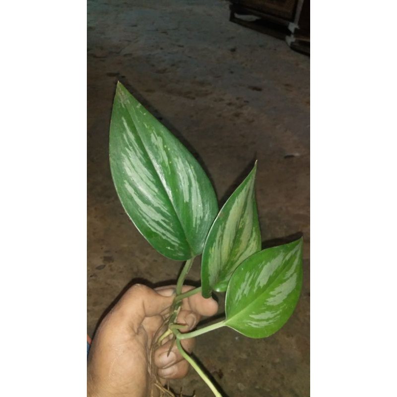 

bunga