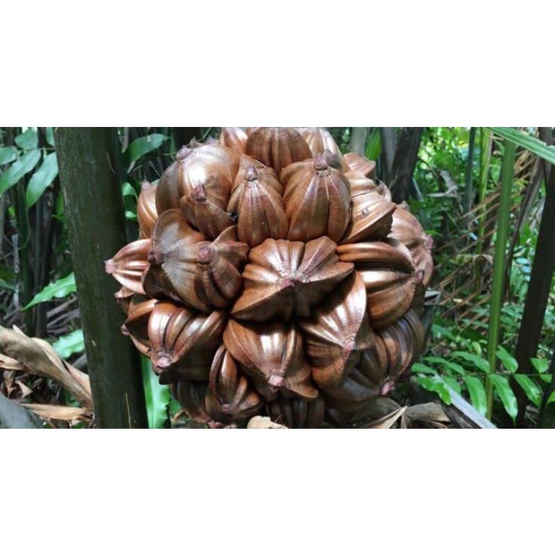 

Buah nipah Pertandan/1gluntung besar Pencegah kanker