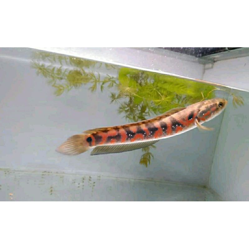 PROMO channa asiatica rsws 8-9cm