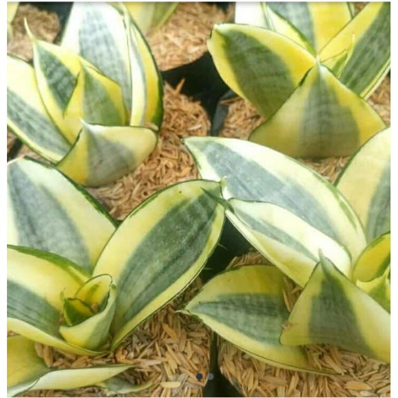 Sansivera Golden Mini