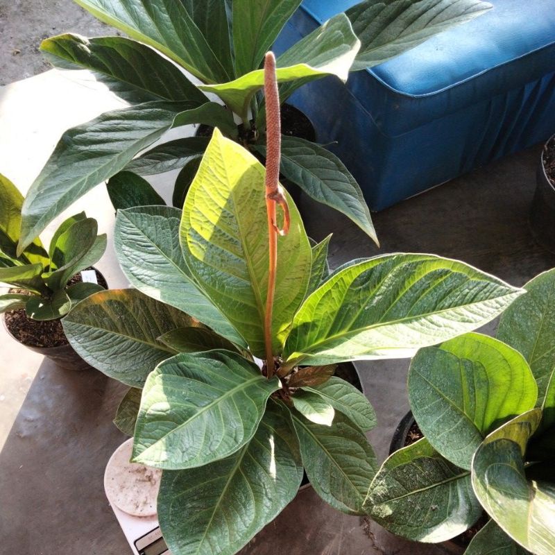 jemani mangkok tornado