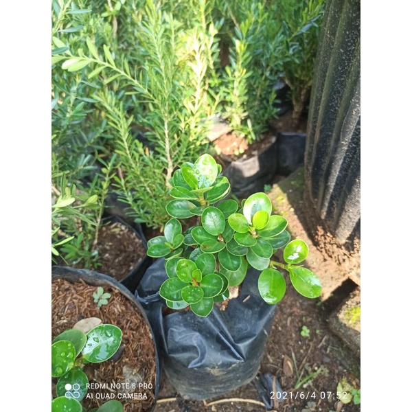 bibit, dolar mangkok micro, bonsai dolar, mangkok, bahan bonsai, tanaman dolar