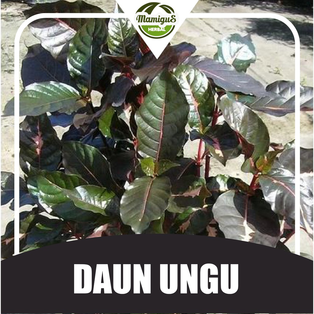 

Daun Ungu / Handeuleum Segar 50 Lembar untuk Wasir / Ambeien