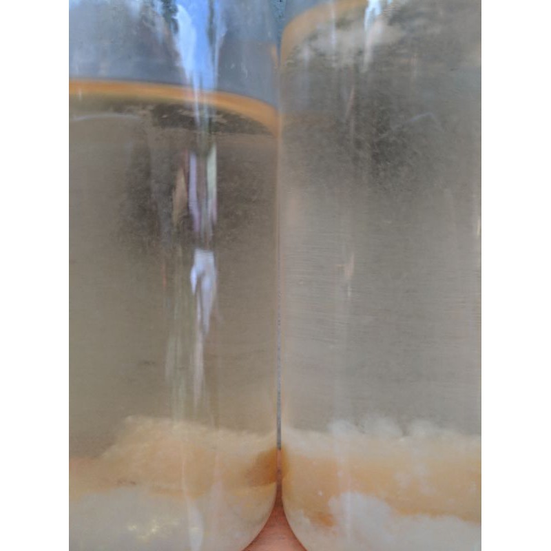 Vinegar eel pakan burayak cupang/guppy