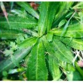

daun walangsangit herbal 250 gr