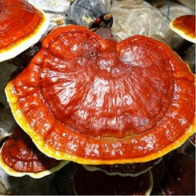 

JAMUR LINGZHI KERING 100 gr Ganoderma Lucidum MURNI