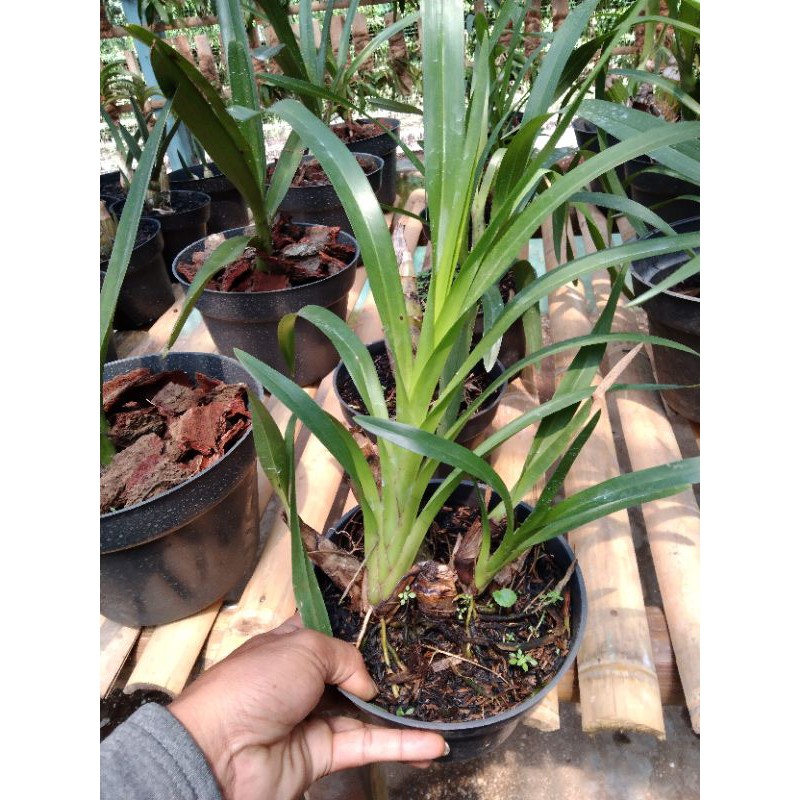 Grammatophyllum speciosum