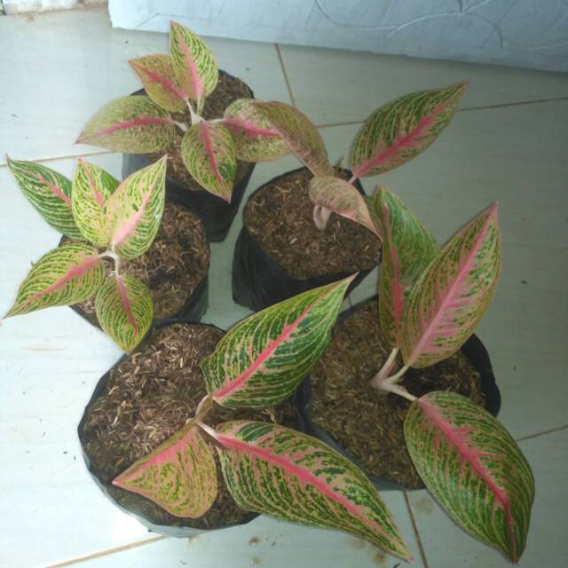 Aglonema legacy merah remaja 5 bibit