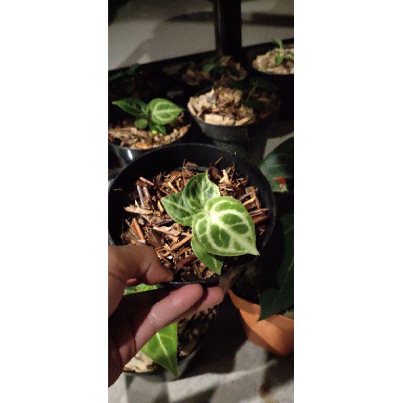 kuping gajah dorayaki mangkok anthurium