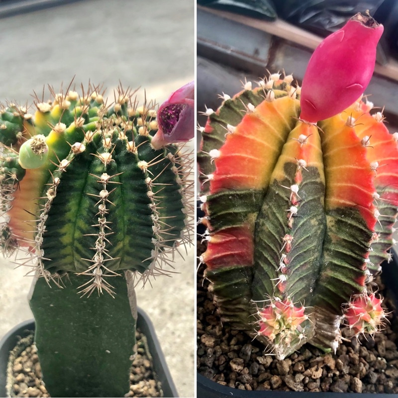 PAKET BIJI Kaktus Aurora X Starfire | Seedling Cactus Gymnocalcium Aurora x Milo Seed