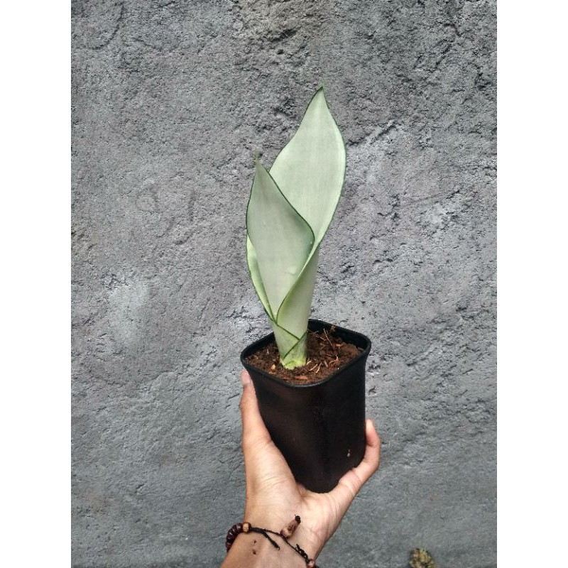 tanaman pembersih udara sanseivera moonshine