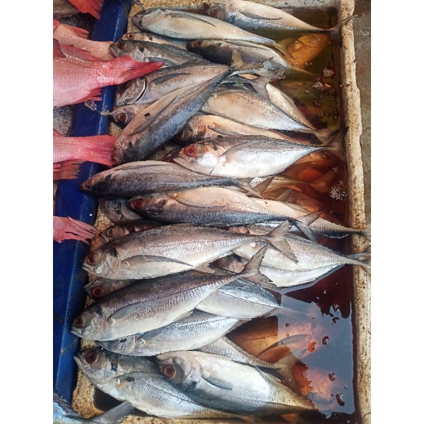 

ikan basah ikan Tengkek 1 kg Fresh.